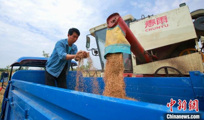 粮农正在田间地头进行麦收工作。　牛纲 摄
