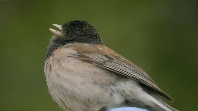 一段神奇录音吸引暗眼灯草鹀，从山地到城市，它们能否适应新的栖息地？