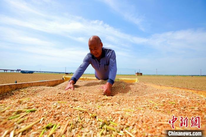 粮农正在田间地头进行麦收工作。　牛纲 摄