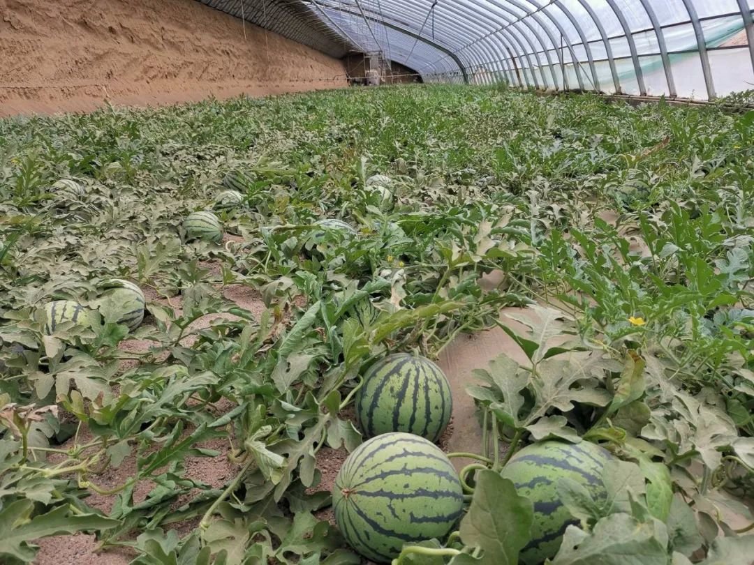 白银靖远甜蜜产业抢“鲜”上市 吃瓜群众有口福啦凤凰网甘肃_凤凰网