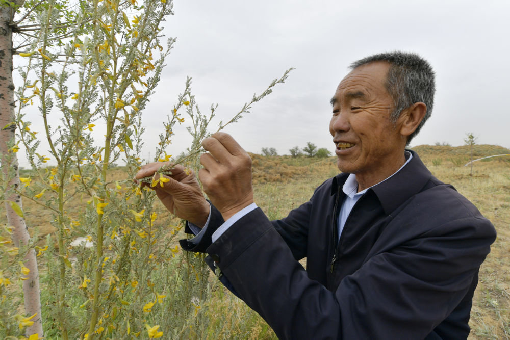 6月2日，在位于武威市古浪县的一片林区，八步沙林场场长郭万刚查看树苗生长情况。