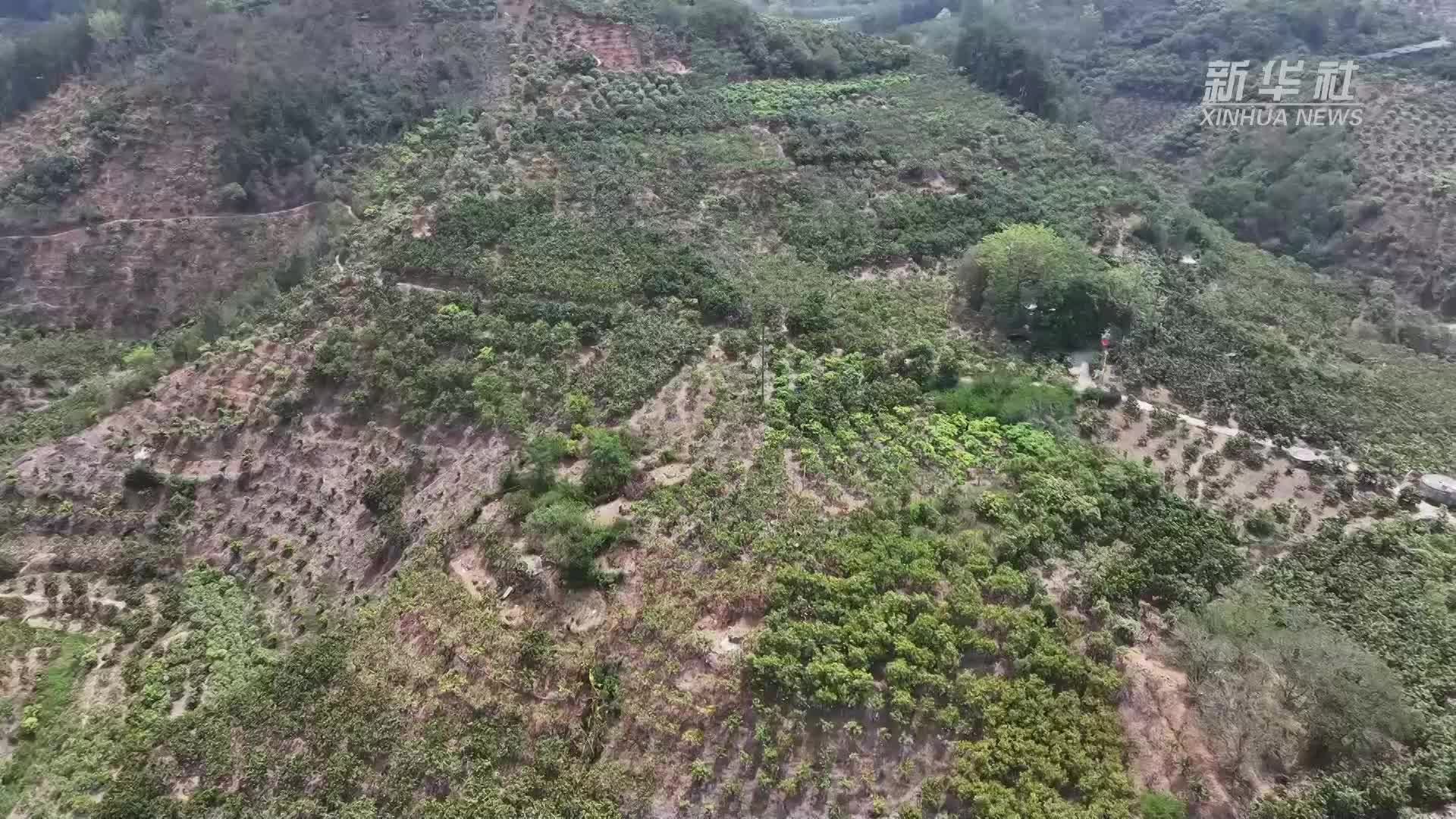 芒果丰收季，带你到右江河谷看“芒果海”