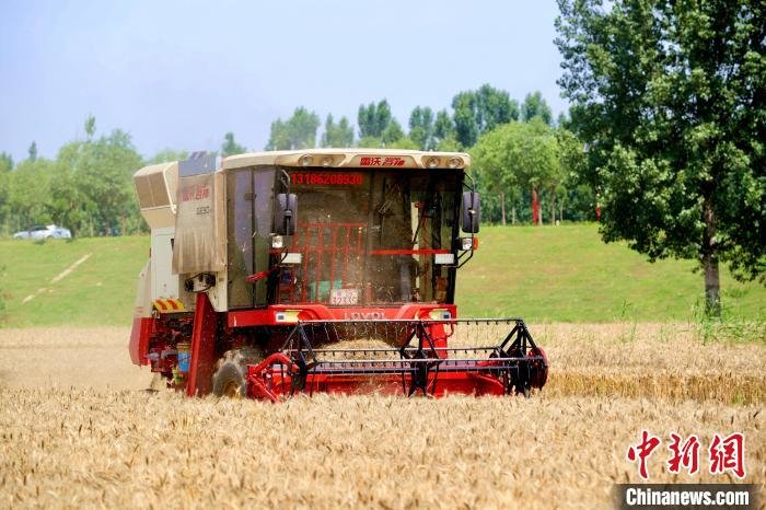 麦地里，收割机马达轰鸣。　牛纲 摄