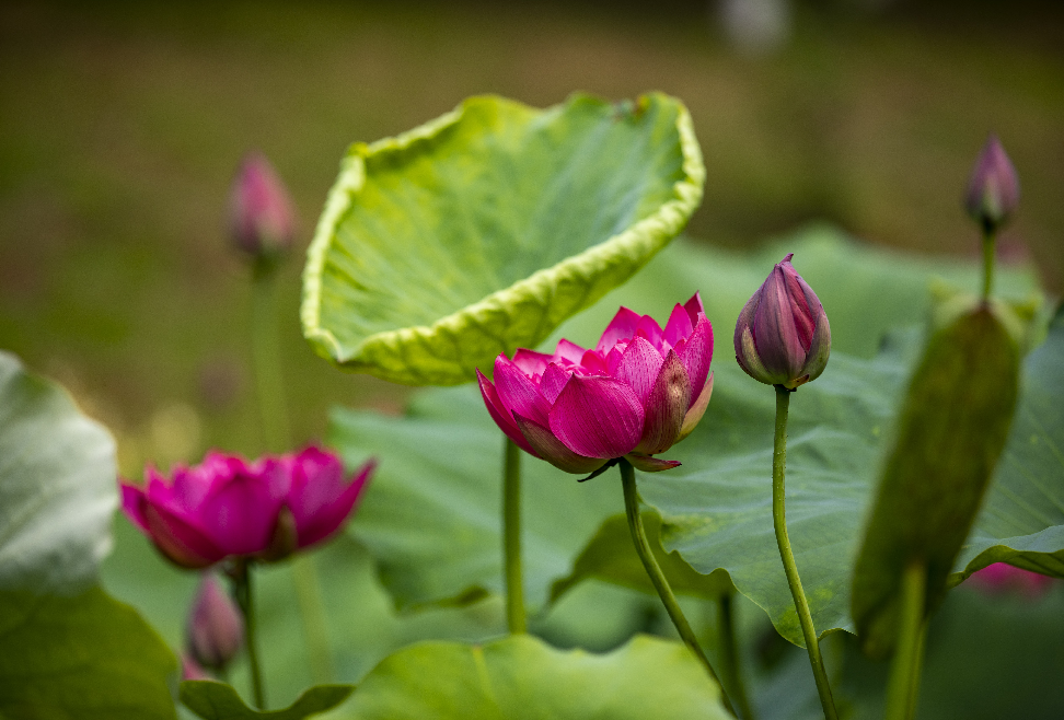 九江湖口县：仲夏荷开