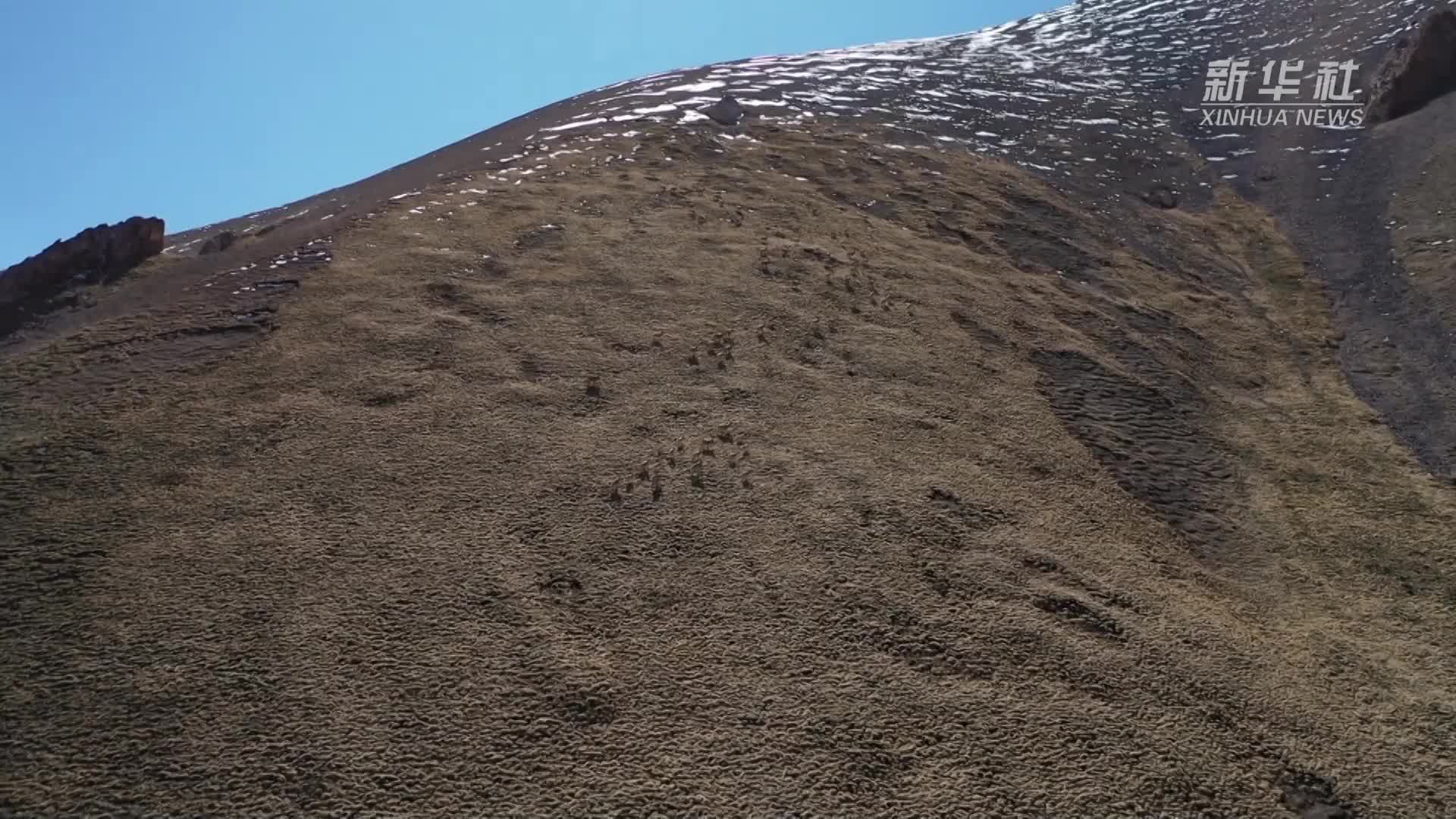 新疆和静：天山深处成群北山羊频繁现身