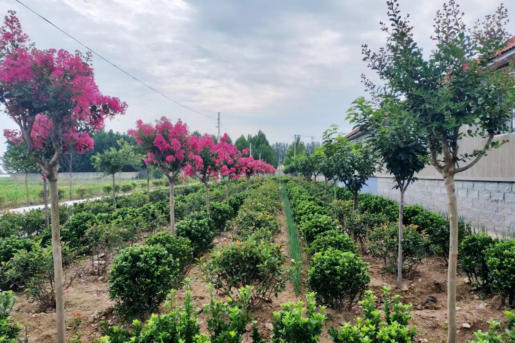 农村人居环境‖“脏乱差”变“净绿美”!青岛清除农村环境卫生死角,扮靓人居环境