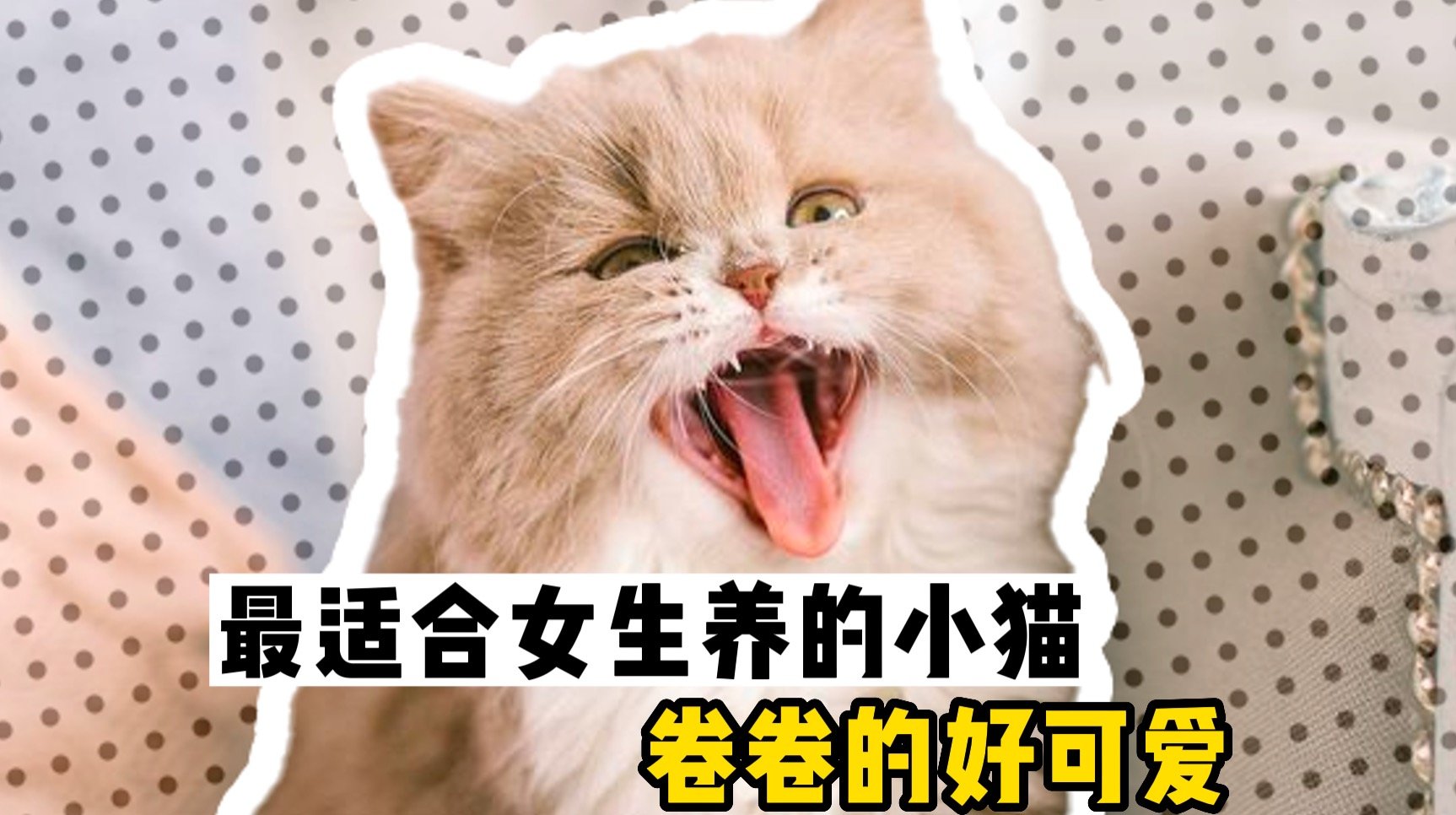 塞尔凯克卷毛猫：把泰迪披身上的喵