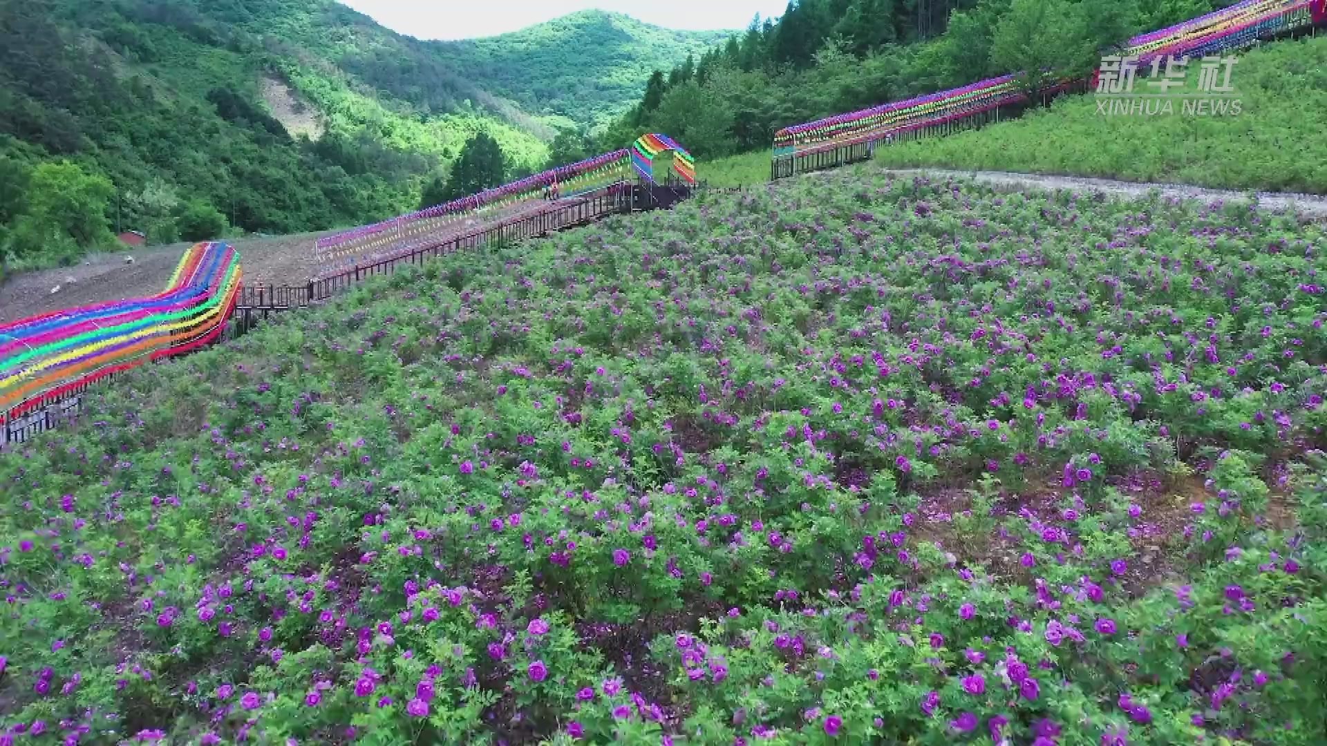 吉林集安：玫瑰花海引客来