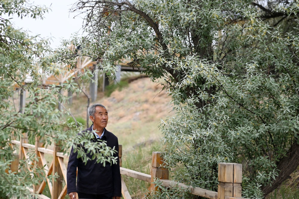 6月2日，在位于武威市古浪县的八步沙第一代治沙人治沙点，八步沙林场场长郭万刚查看树木生长情况。