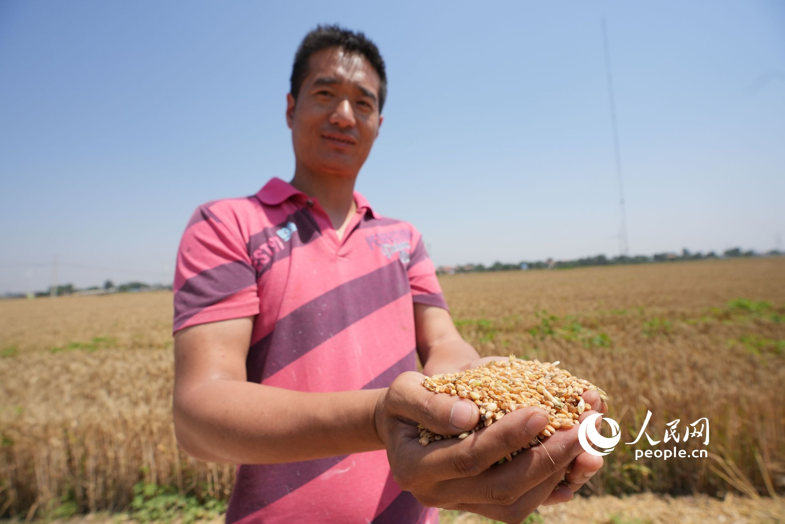 种粮农民手捧刚收获的小麦。人民网记者 王天乐摄