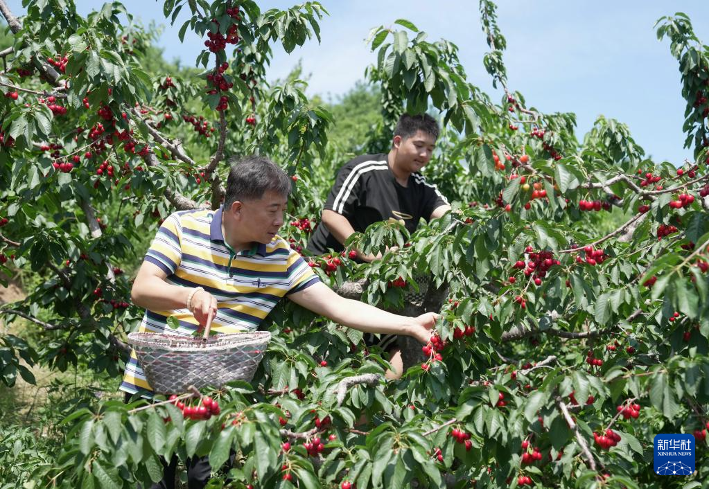 6月6日，游客在秦皇岛市海港区杜庄镇一果园采摘樱桃。
