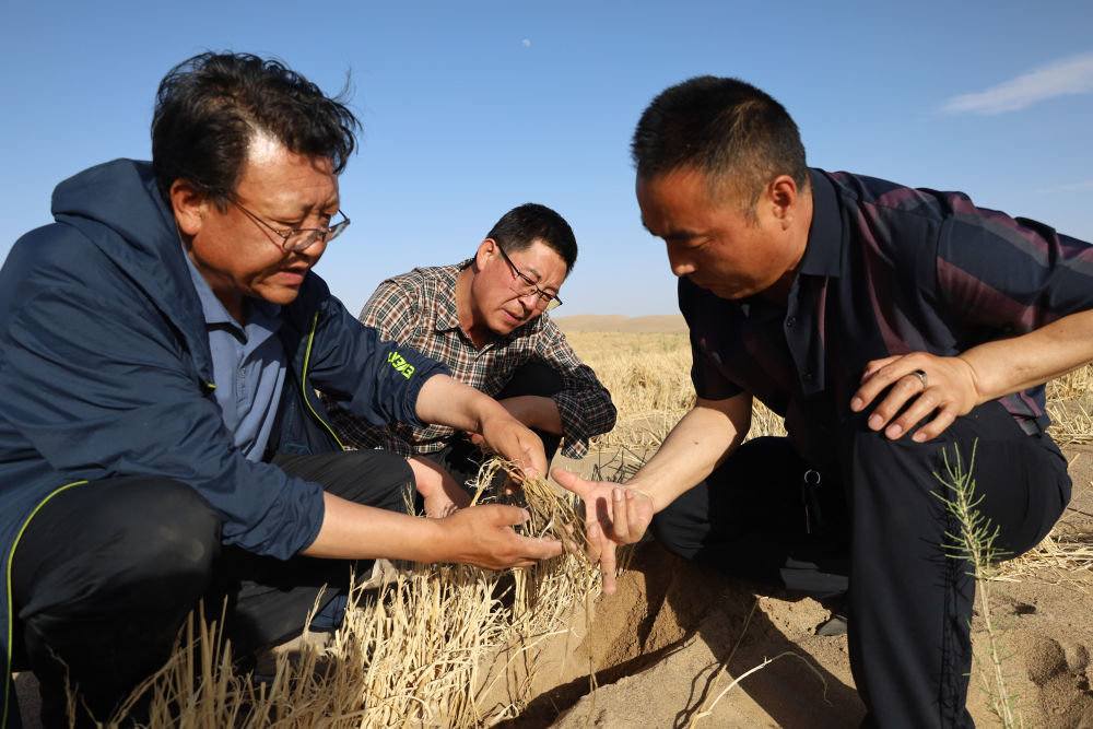 5月31日，甘肃省治沙研究所科研人员在武威市民勤县沙咀墩机械压沙示范区查看草方格沙障情况。