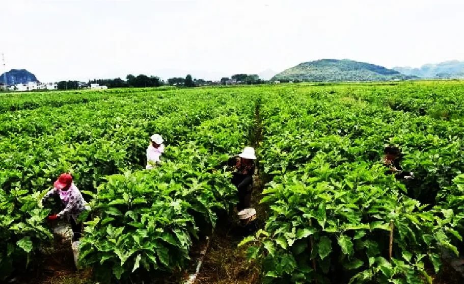 永州市江永县潇浦镇下界头村千亩供港澳蔬菜种植基地，村民在采摘茄子。田如瑞摄