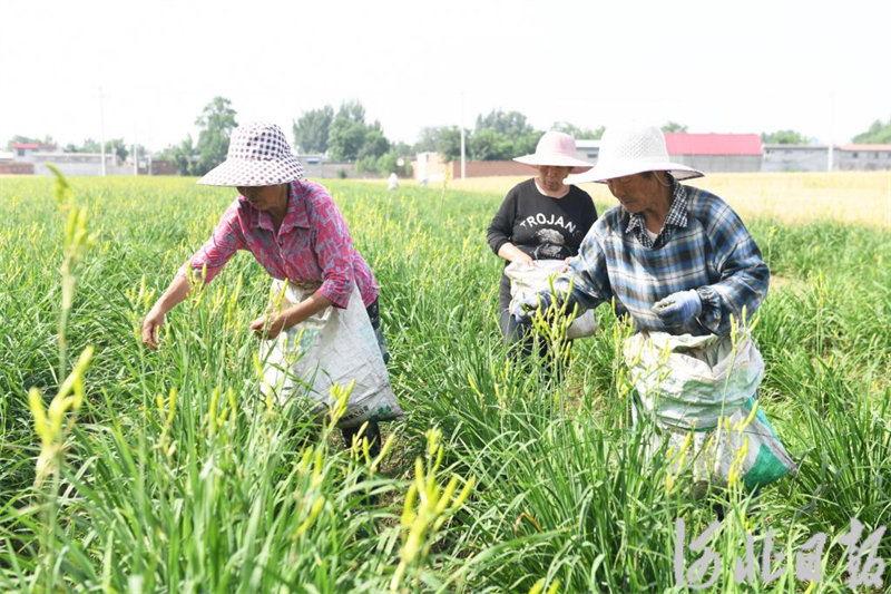 河北新乐：芒种将至农事忙5.jpg