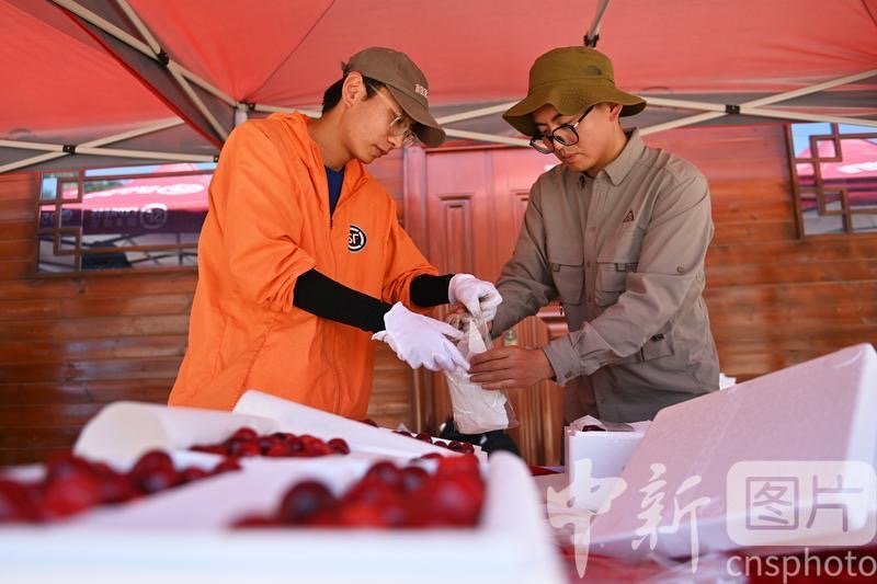 秦州区一樱桃基地内，果农（右）将即将发货的樱桃放入冷冻袋。