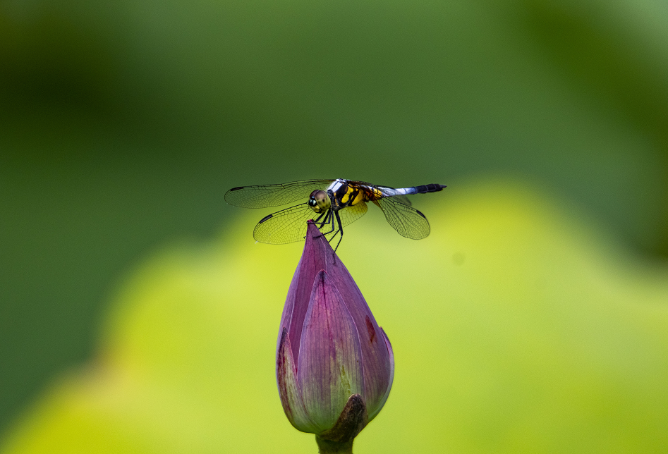 九江湖口县：仲夏荷开