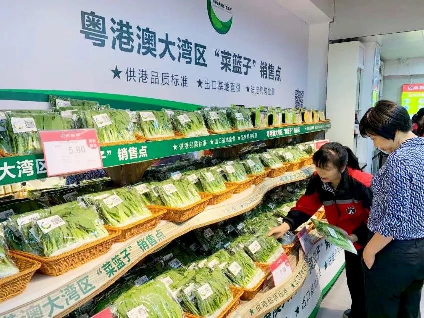 湖南“菜园子” 提鲜港澳“菜篮子”