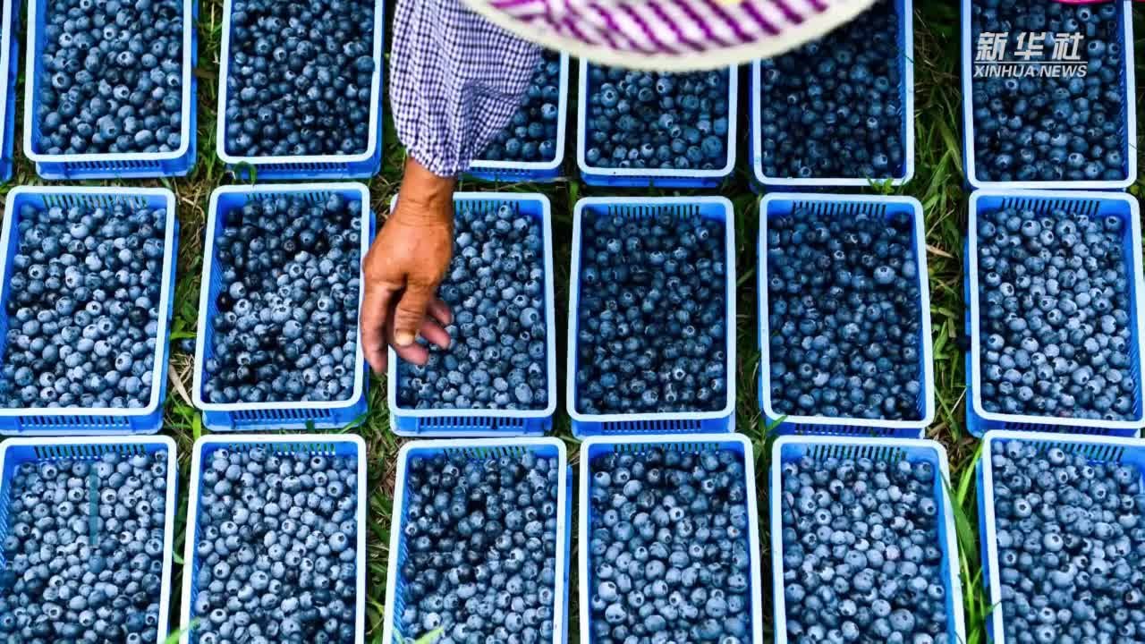 贵州麻江：蓝莓小浆果 做成大产业