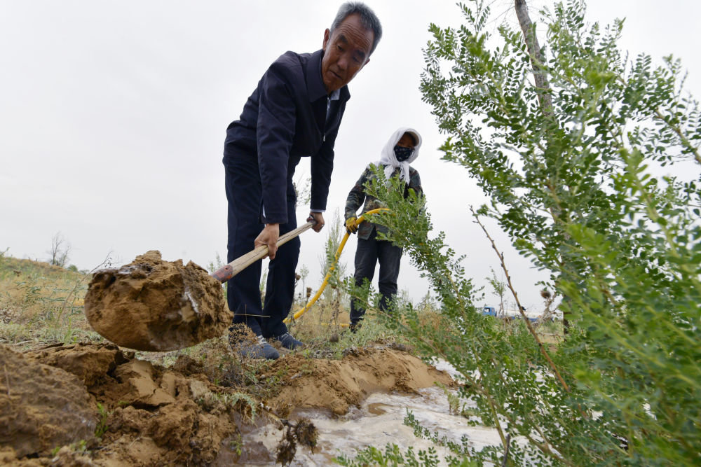 6月2日，八步沙林场场长郭万刚在位于武威市古浪县的一片林区管护树苗。