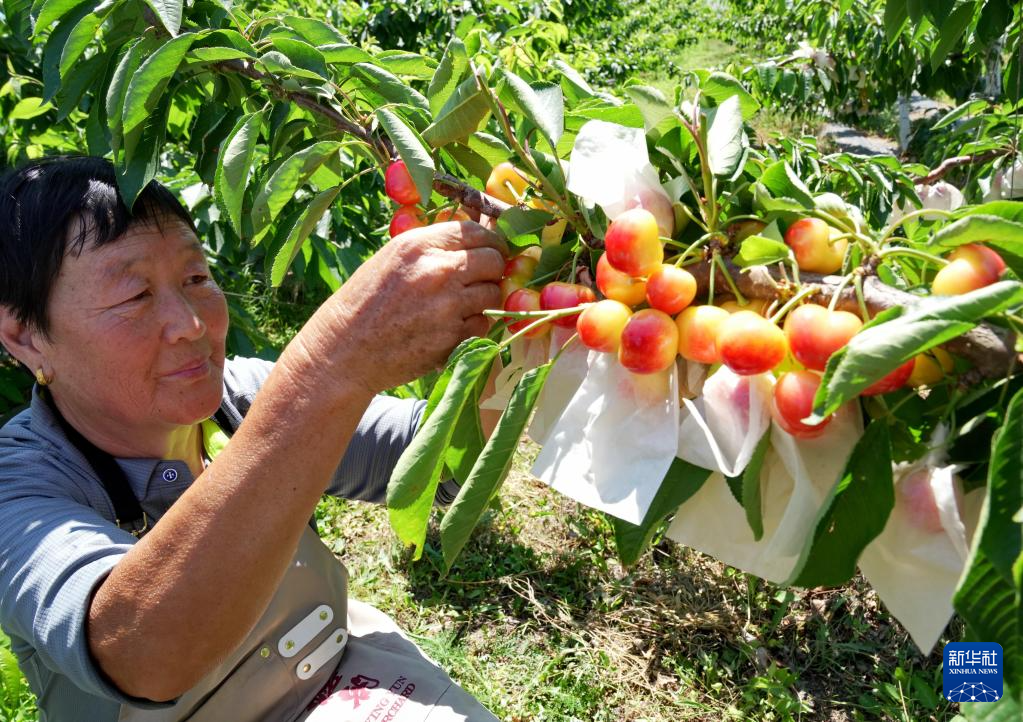 6月6日，秦皇岛市山海关区石河镇果农在管护套袋樱桃。