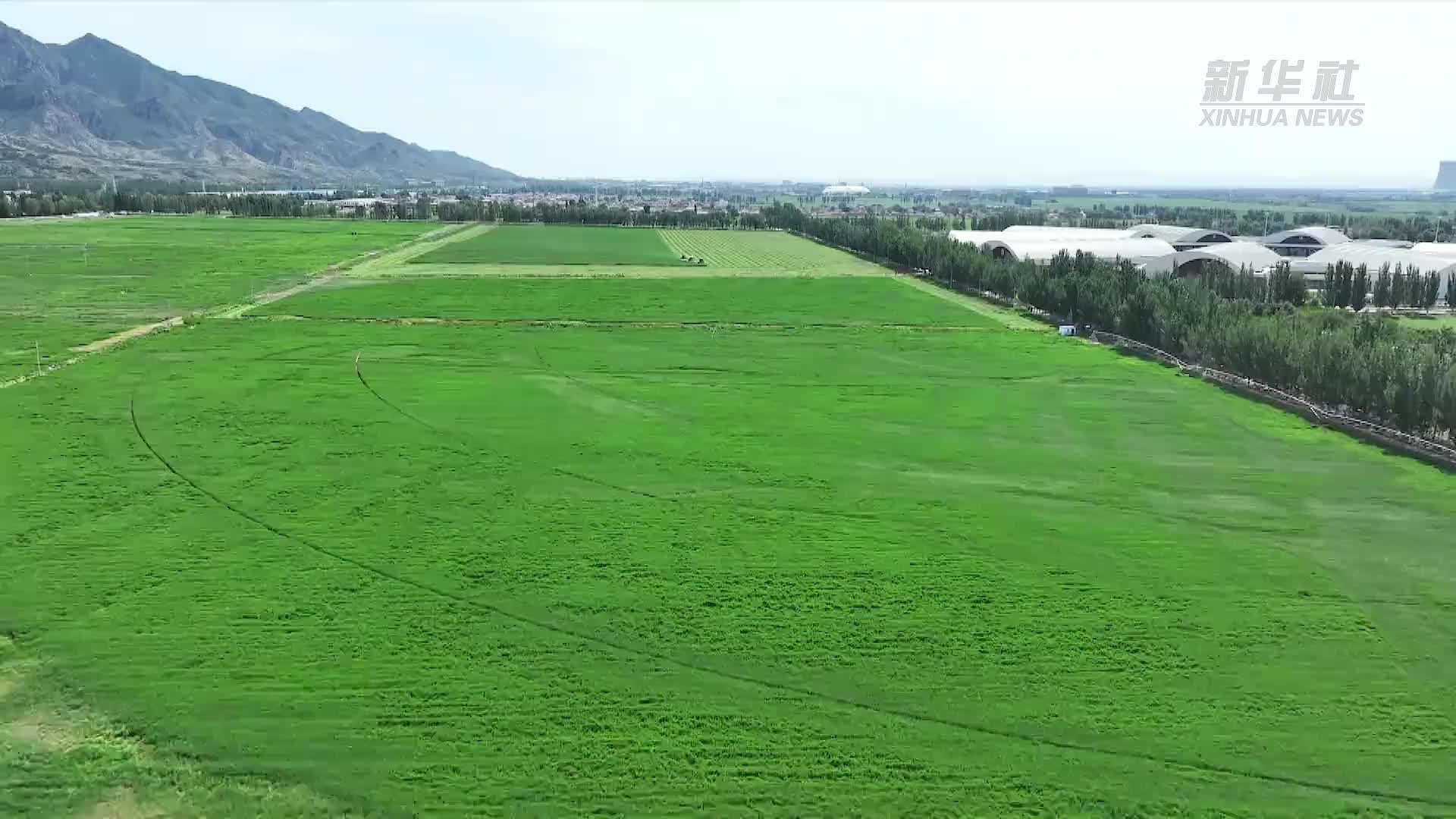 内蒙古土默特左旗：苜蓿飘香收割忙