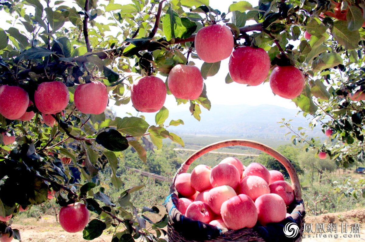 静宁县苹果园区 静宁县委宣传部供图