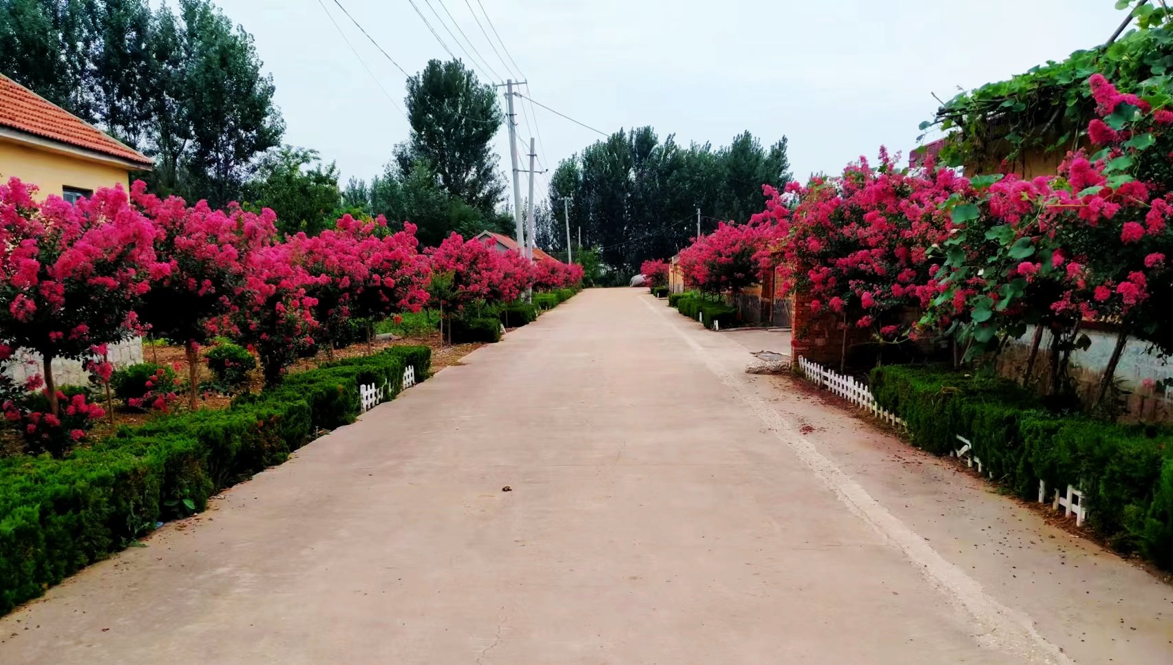 农村人居环境‖“脏乱差”变“净绿美”!青岛清除农村环境卫生死角,扮靓人居环境