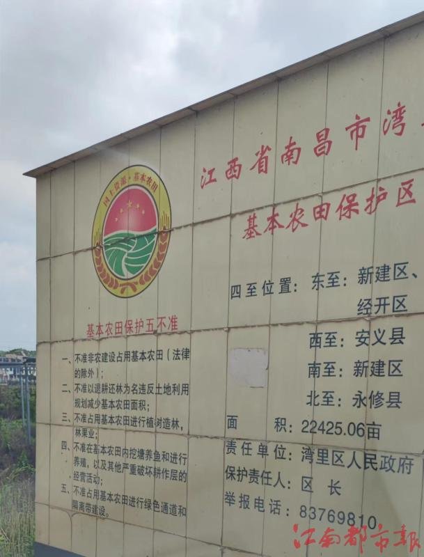 南昌湾里罗亭镇葡萄园荒废之后复耕难 多个部门均称难处理
