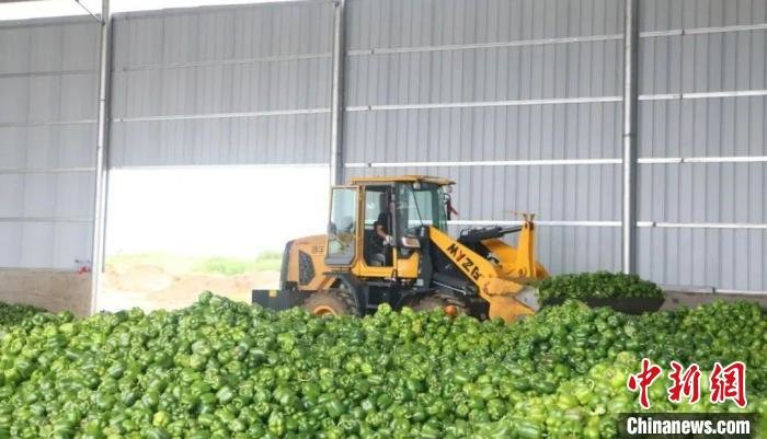 图为果蔬烘干厂车辆正在作业。　张家龙供图