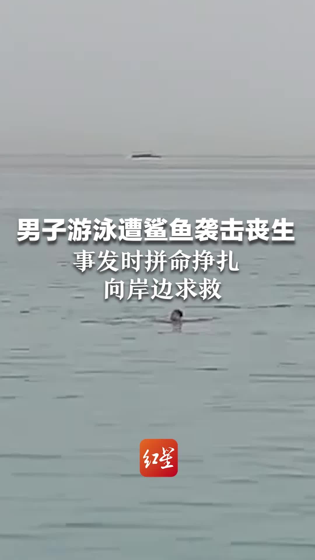 男子在埃及游泳遭鲨鱼袭击丧生 事发时拼命挣扎向岸边求救