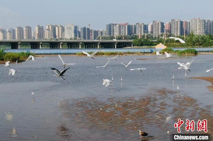 临汾市生态环境持续改善，临汾汾河水域成为越来越多候鸟迁徙栖息的乐园。　李典平 摄