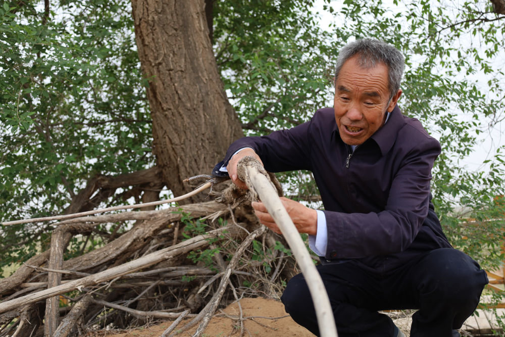 6月2日，在位于武威市古浪县的八步沙第一代治沙人治沙点，八步沙林场场长郭万刚在查看白榆树根。