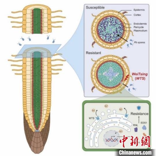 中国科学家成功克隆广谱抗根肿病基因以西汉名将卫青命名