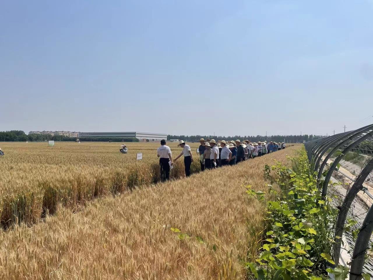 麦收时节话丰收 解密青岛绿色增粮背后的科技密码