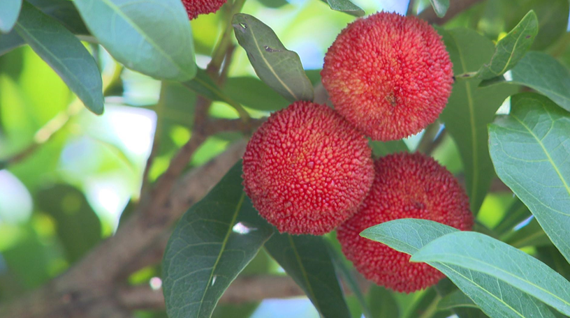 共青城市泽泉乡金牛生态园的杨梅