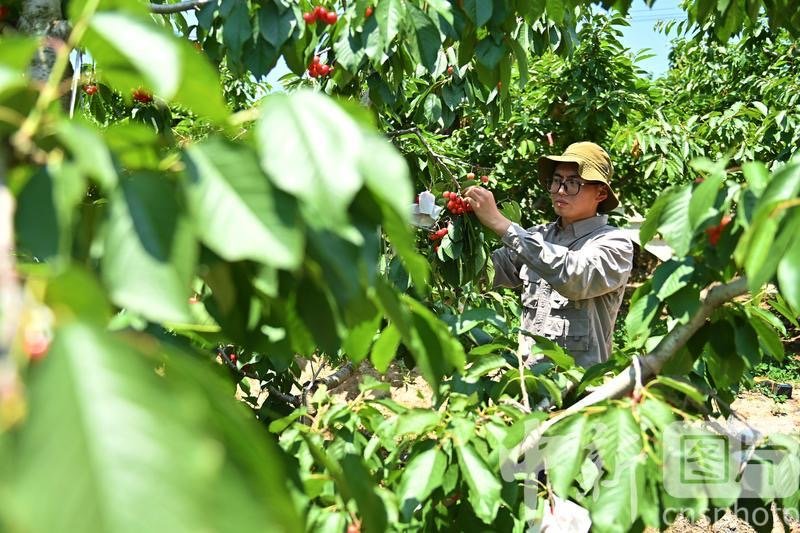 秦州区一樱桃园内，果农采摘樱桃。