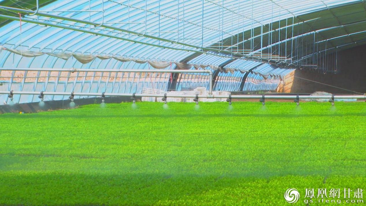 永昌县焦家庄镇育苗大棚绿意盎然 永昌县融媒体中心供图