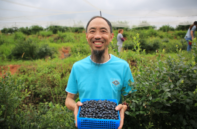 吉安永新县：蓝莓丰收 农民增收