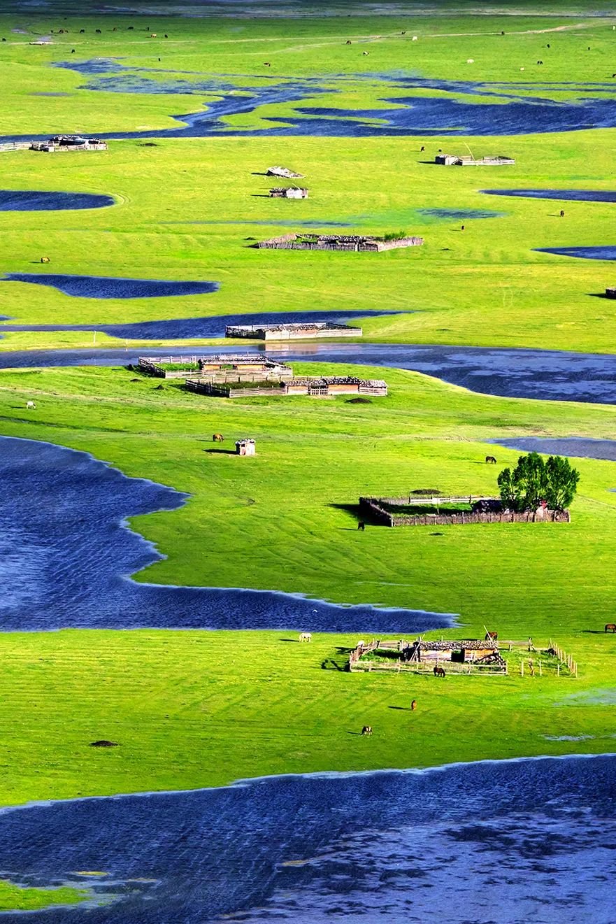 纳帕海是冬季候鸟的落脚点,也是夏季牧场.摄影/李志纲