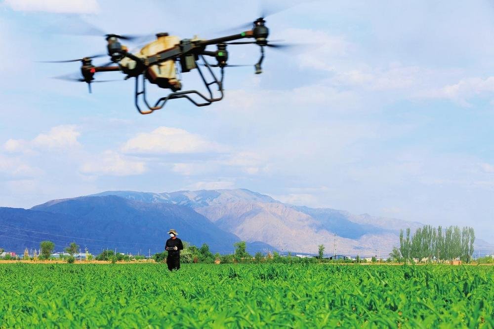 6月8日,在甘州区靖安乡万亩高标准玉米制种基地,农技人员操控植保无人机正在对玉米制种进行叶面施肥作业。新甘肃·甘肃经济日报通讯员 杨永伟 摄