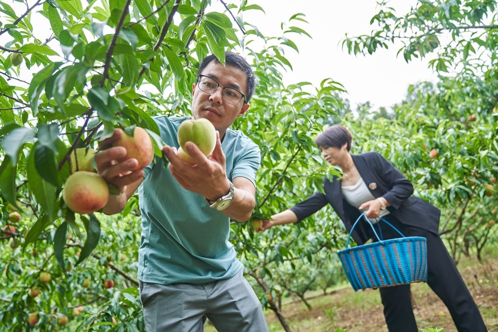 铜陵市郊区：经果林变“摇钱树” 村民踏上致富路