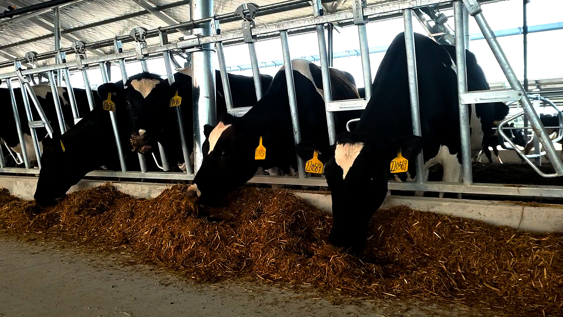 吹空扇 喷淋雨 睡软卧 3000头荷斯坦奶牛喜迁科迪集团万头生态智慧牧场