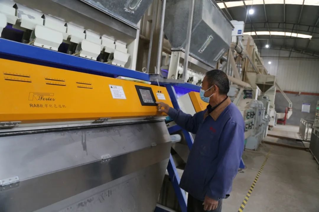 王青春观察碾米设备上的参数变化。