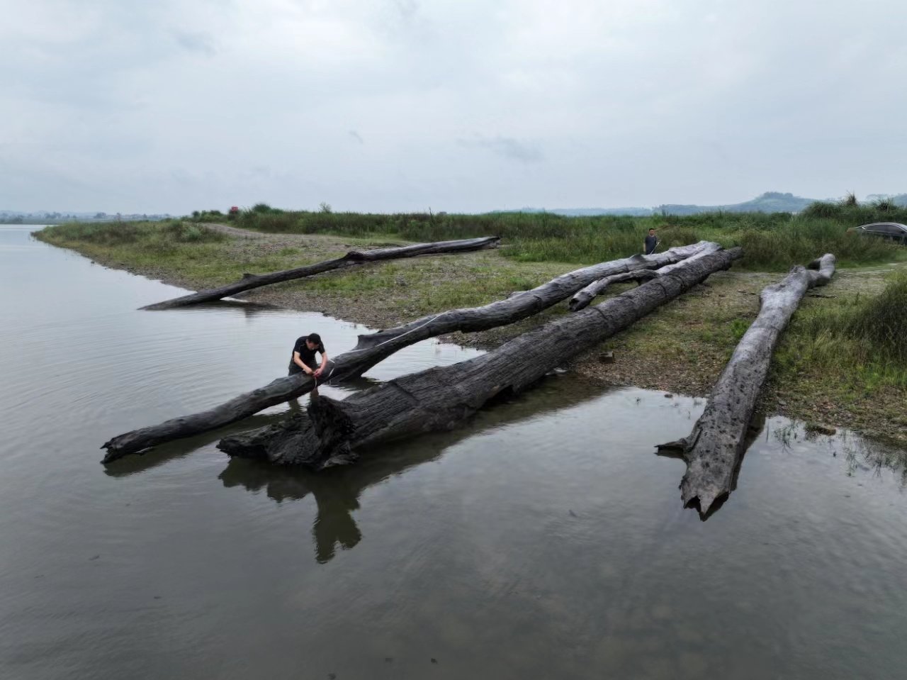“东方神木”跨越千年现涪江 潼南首次发现大体量乌木