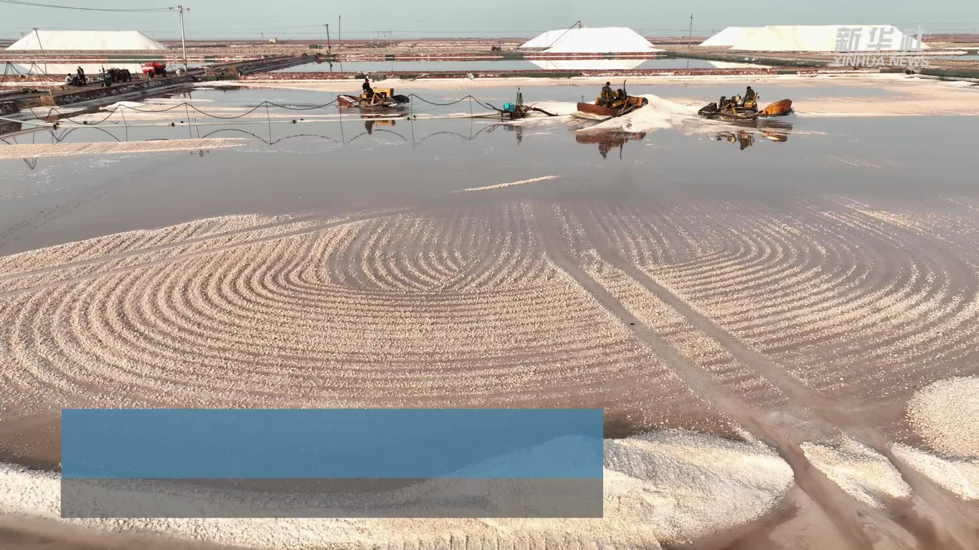 山东无棣：春盐进入采收季
