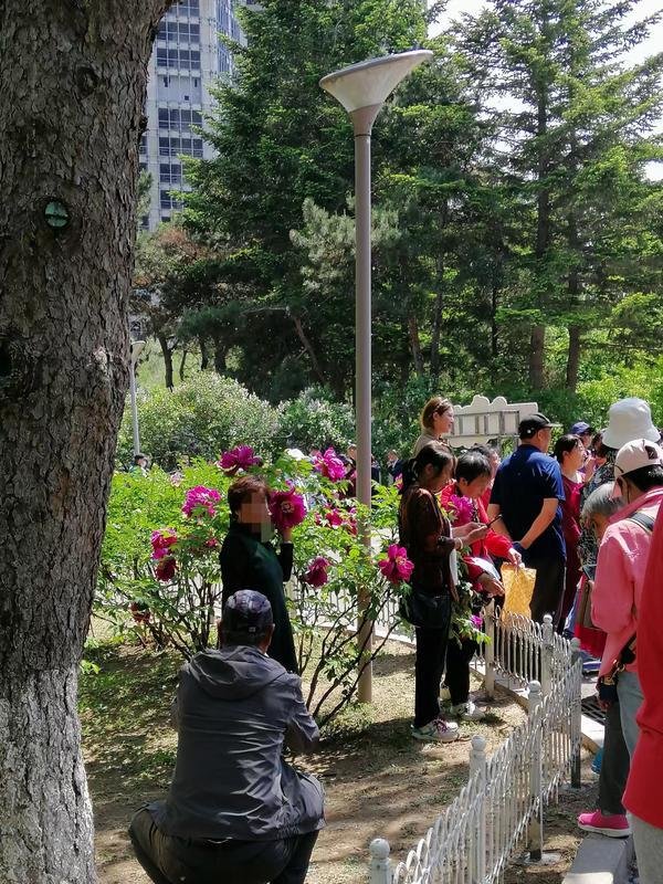牡丹园内一些游客跨入护栏内，践踏草坪，拉着花拍照。（韩雪洁摄）