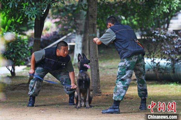 图为基地学员正在牵引受训警用幼犬注视。　刘占昆 摄