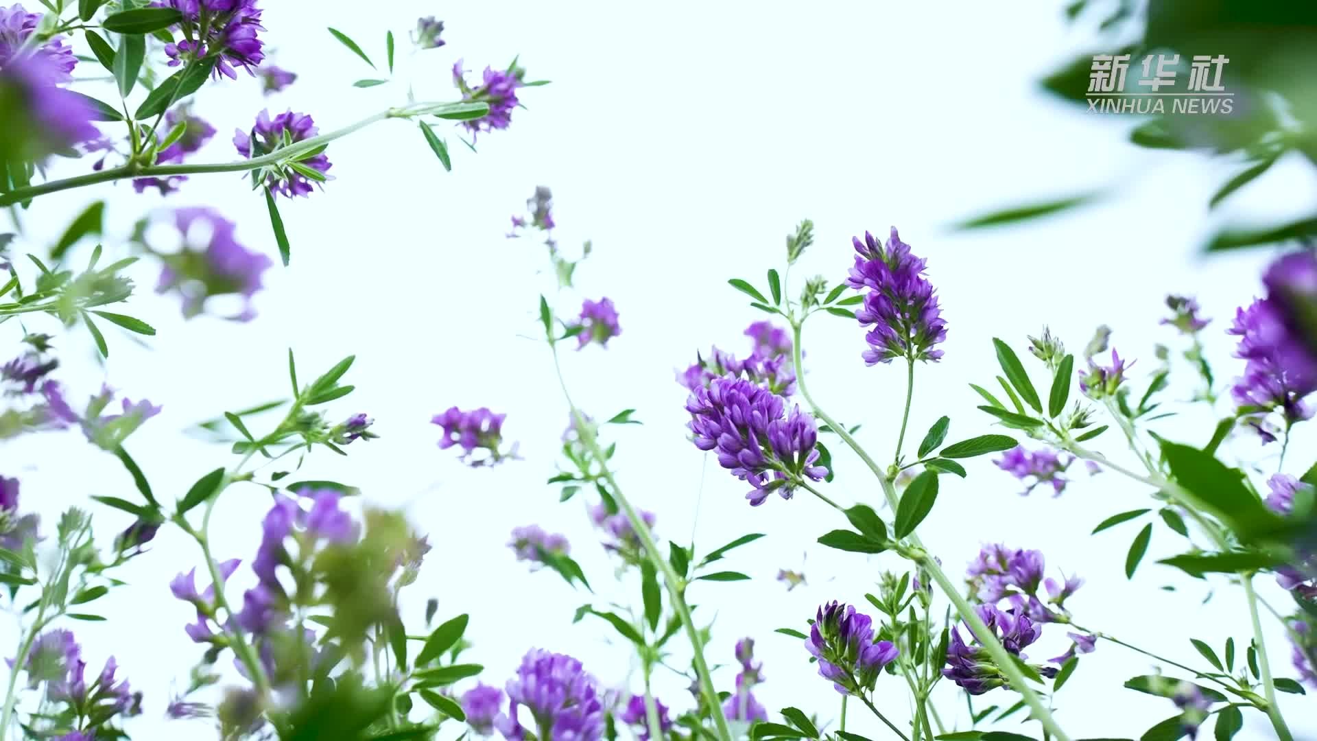 千城胜景｜宁夏红寺堡：六月紫花香 苜蓿收割忙