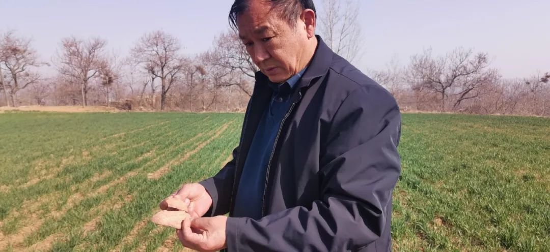 ▲文物保护工作者魏如江查看水泉遗址保护区发现的文物残片