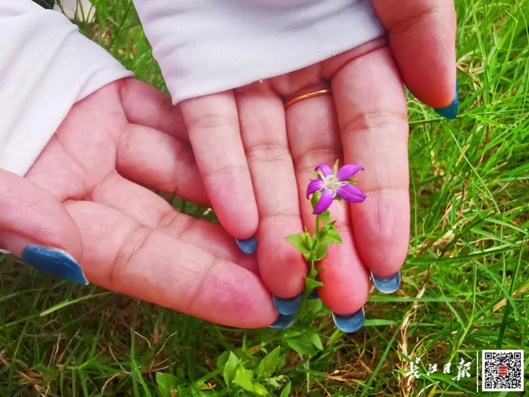 卵叶异檐花娇小美丽。记者明眺生 摄